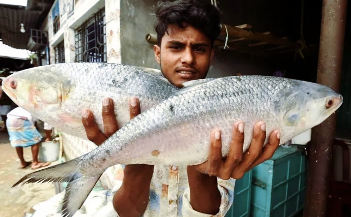 চাঁদপুরে ইলিশের বাজারে তাজা ইলিশ বিক্রি হচ্ছে, জেলেরা ঘাটে মাছ তুলছে