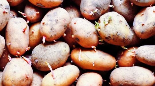 অঙ্কুরিত আলু খাওয়ার ঝুঁকি